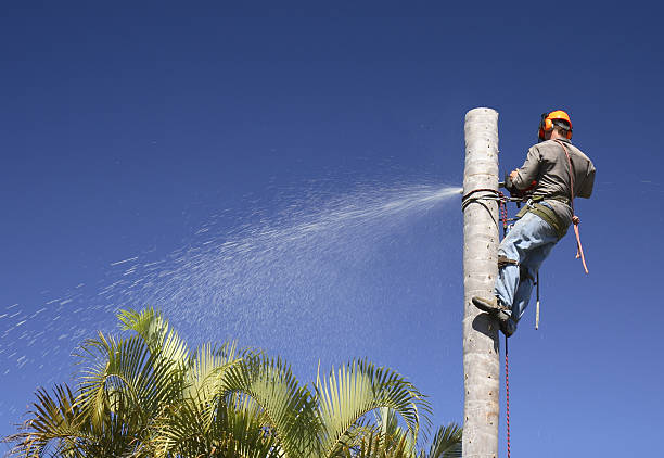 Tree and Shrub Care in Lakeville, MN