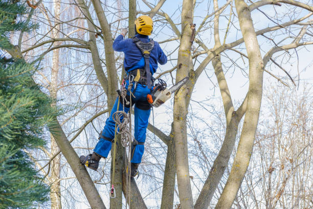  Lakeville, MN Tree Services Pros